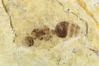 Fossil Ant (Formicidae) - Cereste, France #256058