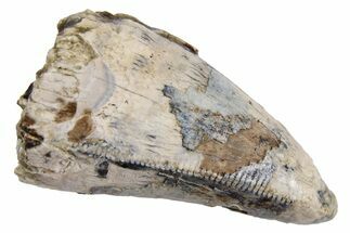 Juvenile Dinosaur (Tyrannosaurus rex) Tooth - Montana #251688