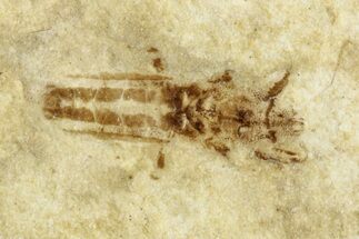 Fossil Seed Bug (Aphanus) With Pos/Neg - France #255985