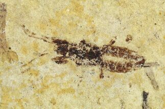 Fossil Seed Bug (Aphanus) - France #255987