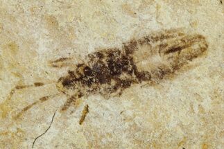 Fossil Seed Bug (Aphanus) - France #255990