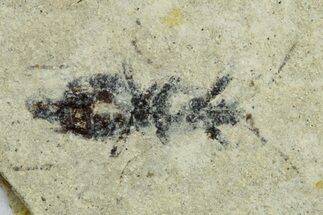 Two, Oligocene-Aged Fossil Seed Bugs (Aphanus) - France #255992