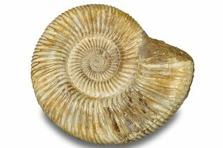 Jurassic Ammonite (Perisphinctes) - Madagascar #256256