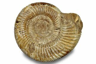 Jurassic Ammonite (Perisphinctes) - Madagascar #256260