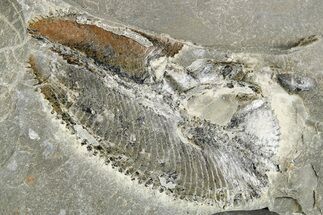 Ordovician Graptolite (Phyllograptus) - Fillmore Formation, Utah #255181