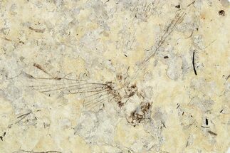 Partial Fossil Dragonfly (Odonata) - Cereste, France #256319