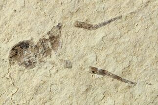 Detailed Fossil Spider (Araneae) - Cereste, France #256325