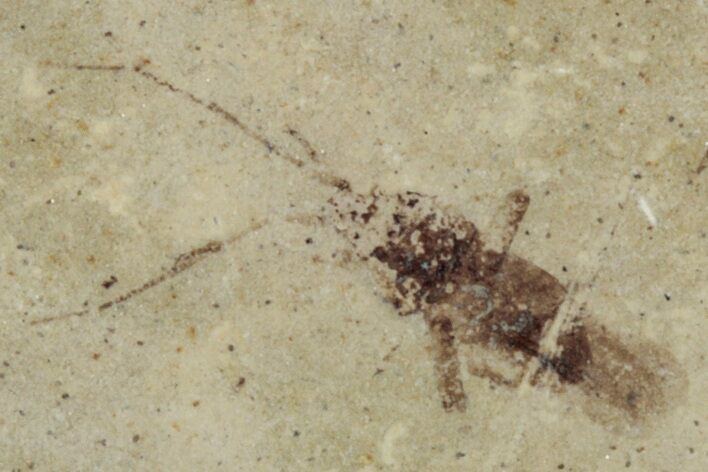 Suborder Homoptera .26