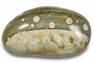 Colorful, Polished Agate Palm Stone - Madagascar #256368