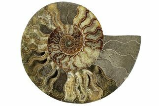 Cut & Polished Ammonite Fossil (Half) - Madagascar #256207