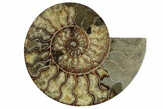 Cut & Polished Ammonite Fossil (Half) - Madagascar #256208