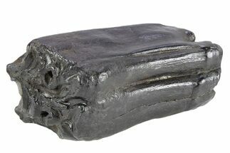 Pleistocene Aged Fossil Horse Tooth - South Carolina #251115