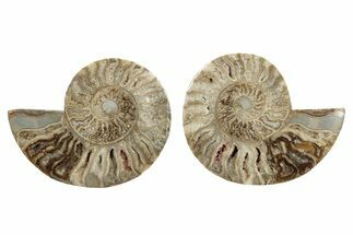 Daisy Flower Ammonite (Choffaticeras) - Madagascar #256689