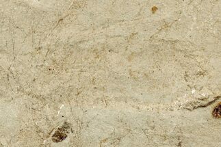 Ghostly Fossil Insect (Odonata) Larva - Bois d’Asson, France #256742