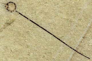 Unidentified Fossil Plant - Bois d’Asson, France #256721