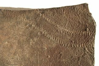 Cruziana (Fossil Trilobite Trackway) Plate - Morocco #256863