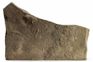 Cruziana (Fossil Trilobite Trackway) - Morocco #256866