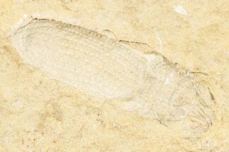 Fossil Beetle (Coleoptera) Elytron - Bois d’Asson, France #256765