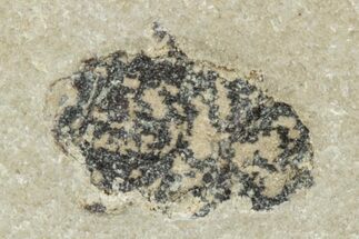 Fossil Beetle (Coleoptera) - Bois d’Asson, France #256789