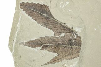 Fossil Leaf Plate - Green River Formation, Utah #256813