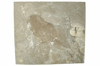 Fossil Leaf - Green River Formation, Utah #256815