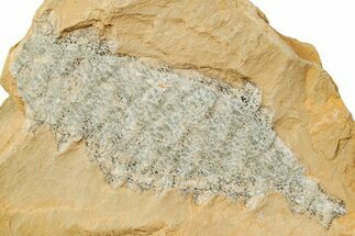 Carboniferous Scale Tree (Lepidodendron) Fossil - Utah #256831