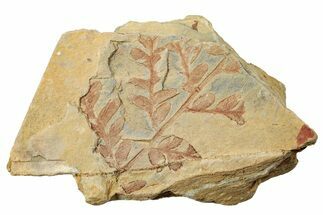 Carboniferous Fern (Neuropteris) Fossil - Utah #256838