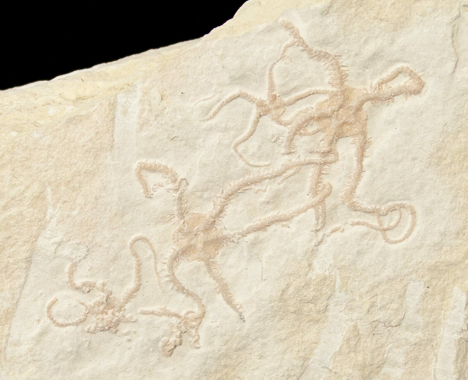 Ophiopetra Brittle Star Fossil Solnhofen (15153) For Sale