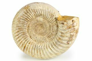 Jurassic Ammonite (Kranosphinctes) - Madagascar #257163