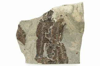 Fossil Fish (Knightia & Mioplosus) Mortality Plate - Wyoming #257176