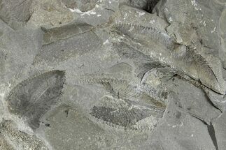 Plate of Ordovician Graptolite (Phyllograptus) Fossils - Utah #256994