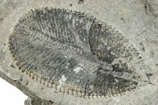 Ordovician Graptolite (Phyllograptus) Fossil - Utah #256995