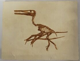 Pterodactylus Kochi Specimen - Replica - Germany #257345