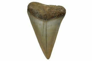Fossil Broad-Toothed Mako Shark Tooth - North Carolina #257361