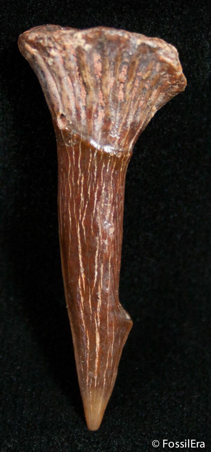 Well Preserved Onchopristis Barb (Giant Sawfish) (2463) For Sale