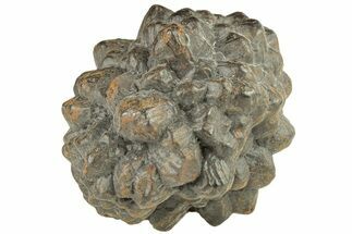 Goethite (Limonite) Pseudomorph after Pyrite/Marcasite - Egypt #257315