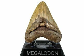 Fossil Megalodon Tooth - North Carolina #255285