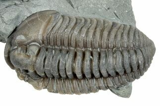 Flexicalymene Trilobite Fossil - Mt Orab, Ohio #257650
