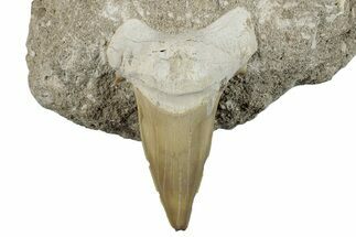 Large Otodus Shark Tooth Fossil in Rock - Morocco #257664