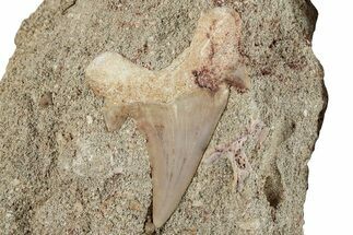 Otodus Shark Tooth Fossil in Rock - Morocco #257669