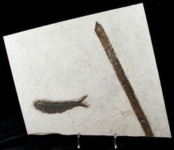 Knightia Fossil Fish and Plant Material - Wyoming #15137