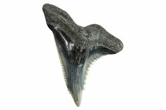Snaggletooth Shark (Hemipristis) Tooth - Virginia #257680