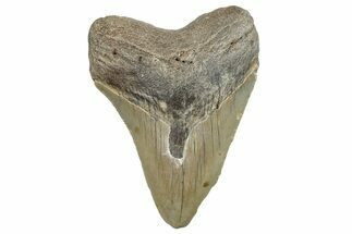 Serrated, Fossil Megalodon Tooth - North Carolina #257830