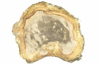 Polished Petrified Wood Round - Sweet Home, Oregon #257815