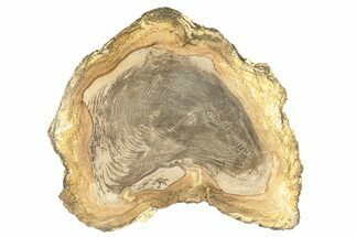 Polished Petrified Wood Round - Sweet Home, Oregon #257823