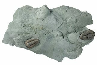 Two Flexicalymene Trilobites on Shale - Mt Orab, Ohio #258024