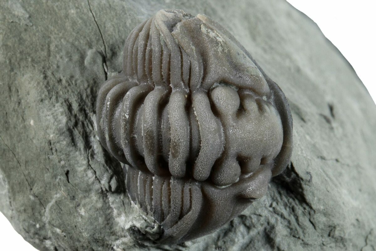 70 quot Wide Enrolled Flexicalymene Trilobite Mt Orab Ohio (#258032 70 quot Wide Enrolled Flexicalymene Trilobite Mt Orab Ohio (#258032