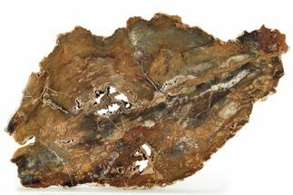 Colorful, Hubbard Basin Petrified Wood Slab - Nevada #258232