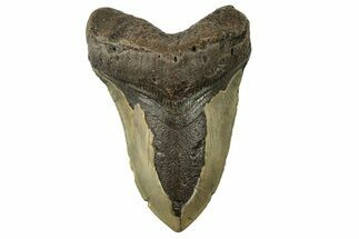 Fossil Megalodon Tooth - North Carolina #257981