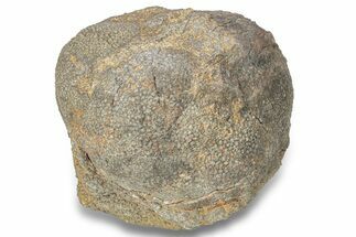Silurian Fossil Crinoid (Scyphocrinites) Lobolith - Morocco #257878